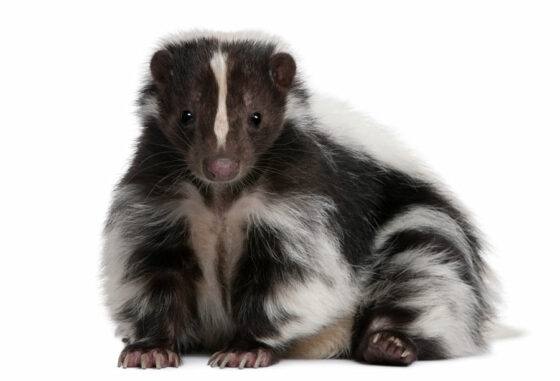 Skunk odor abatement