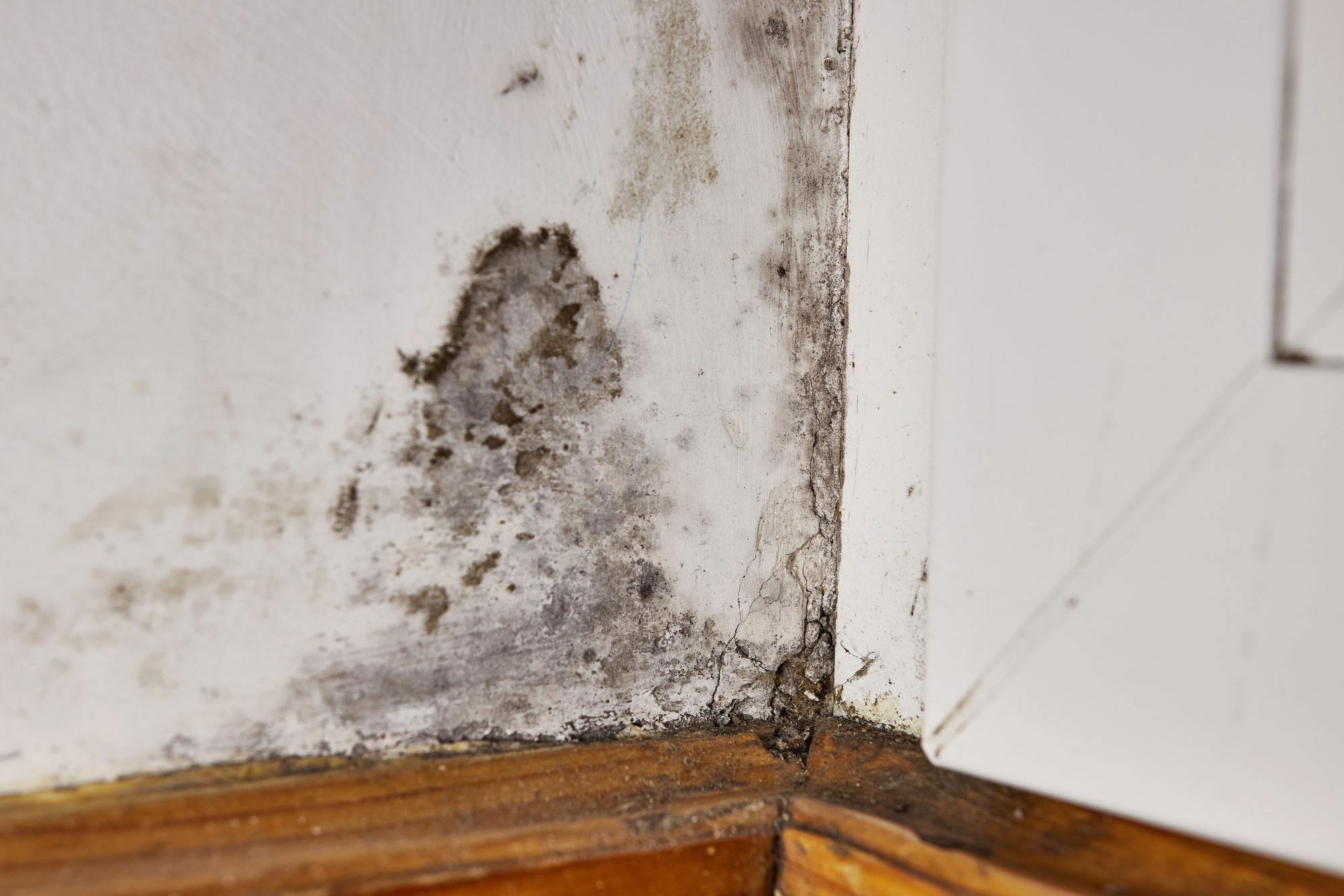 Mold Clean Up in Sacramento, CA, San Francisco, San Jose, Oakland, CA and Nearby Cities