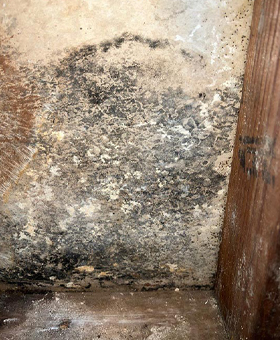 Mold Testing and Assessment