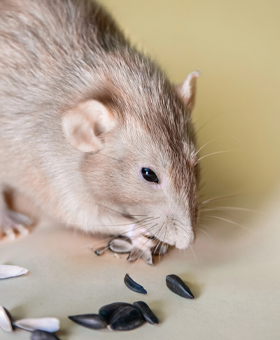 Rodent Dropping Cleanup