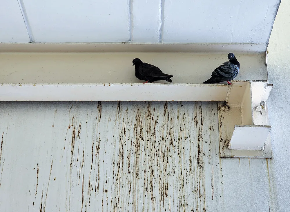 A wall that needs bird dropping cleanup in Modesto