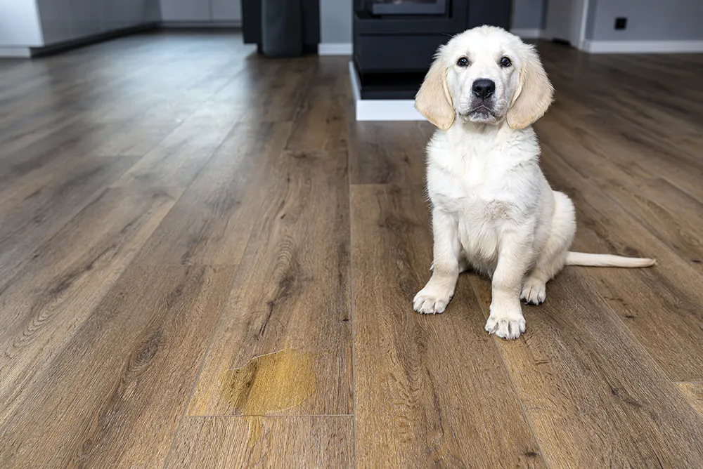 A home with a puppy that could use pet urine removal services in Modesto, CA